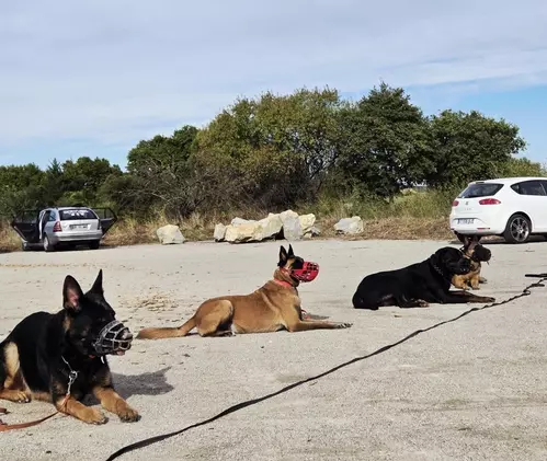 Chiens réunis pendant une séance d’éducation en extérieur