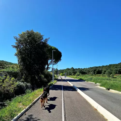 Exercice avec un chien sur un chemin en extérieur