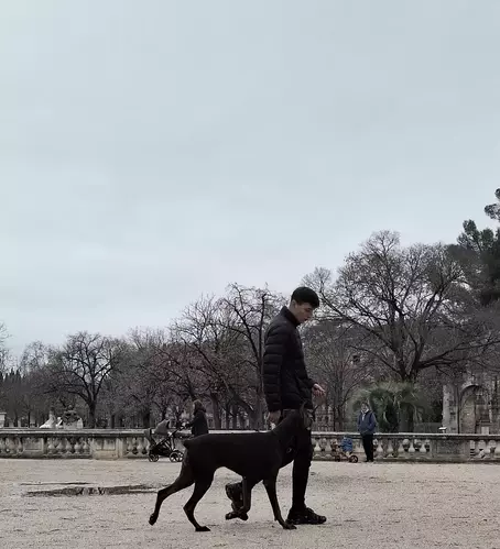 Séance d’éducation avec un chien en plein air